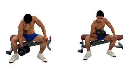 坐姿哑铃弯举