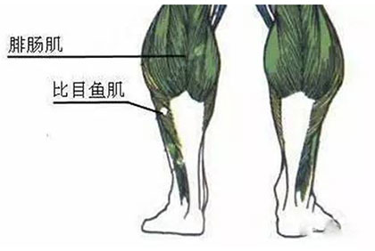 小腿肌肉