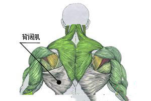 背阔肌