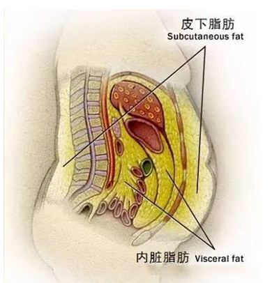 内脏脂肪