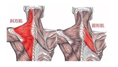 背部肌肉